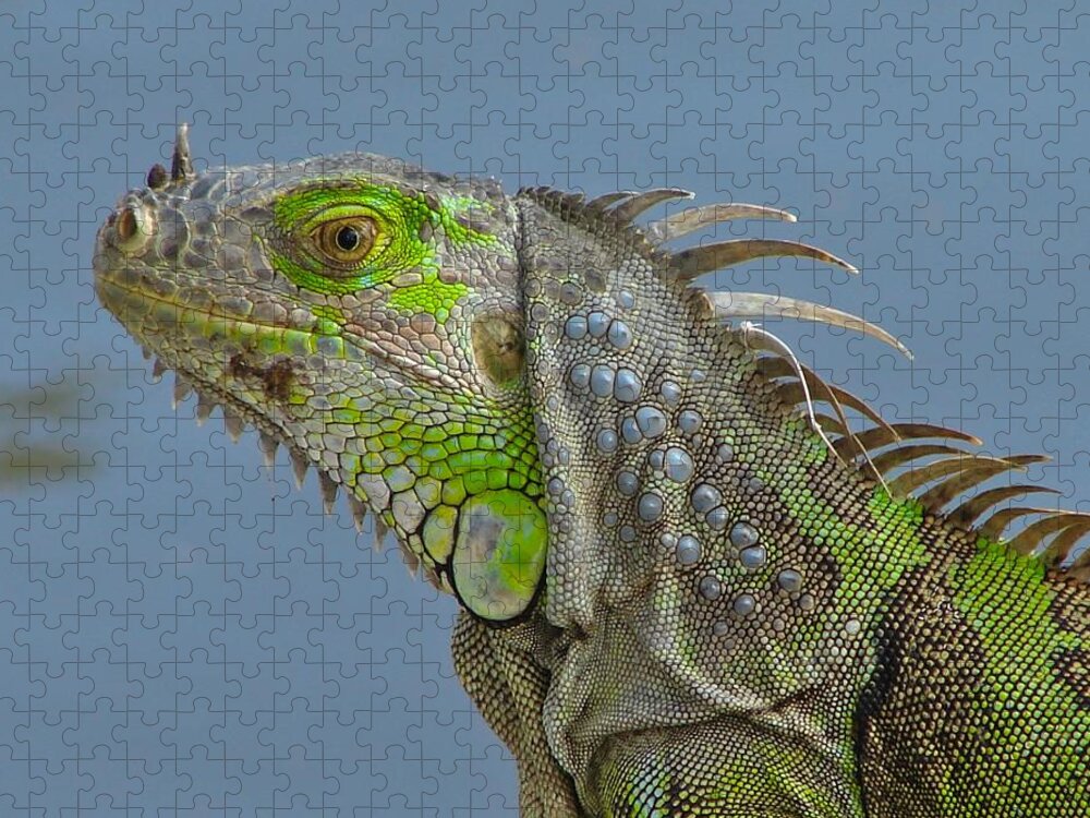 Iguana Jigsaw Puzzle featuring the photograph Iguana Portrait by Carl Moore