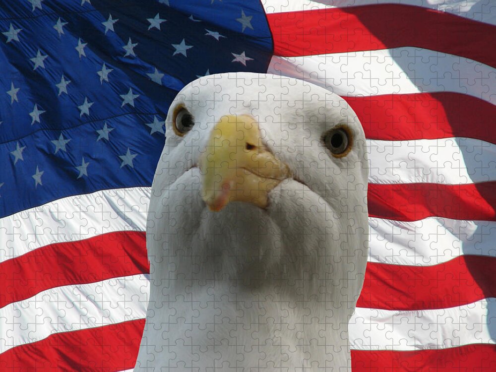Darin Volpe Animals Jigsaw Puzzle featuring the photograph I'm an Eagle, Dammit -- Western Gull and American Flag by Darin Volpe