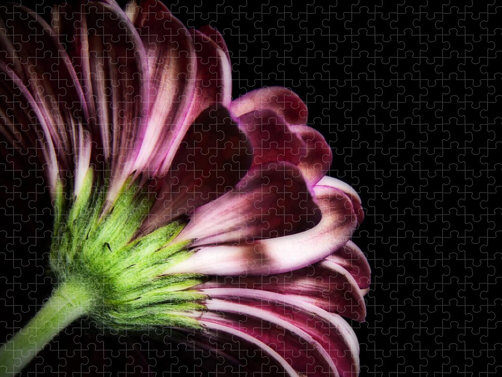Gerber Daisy Jigsaw Puzzle featuring the photograph I'm Not Perfect by Sandra Parlow
