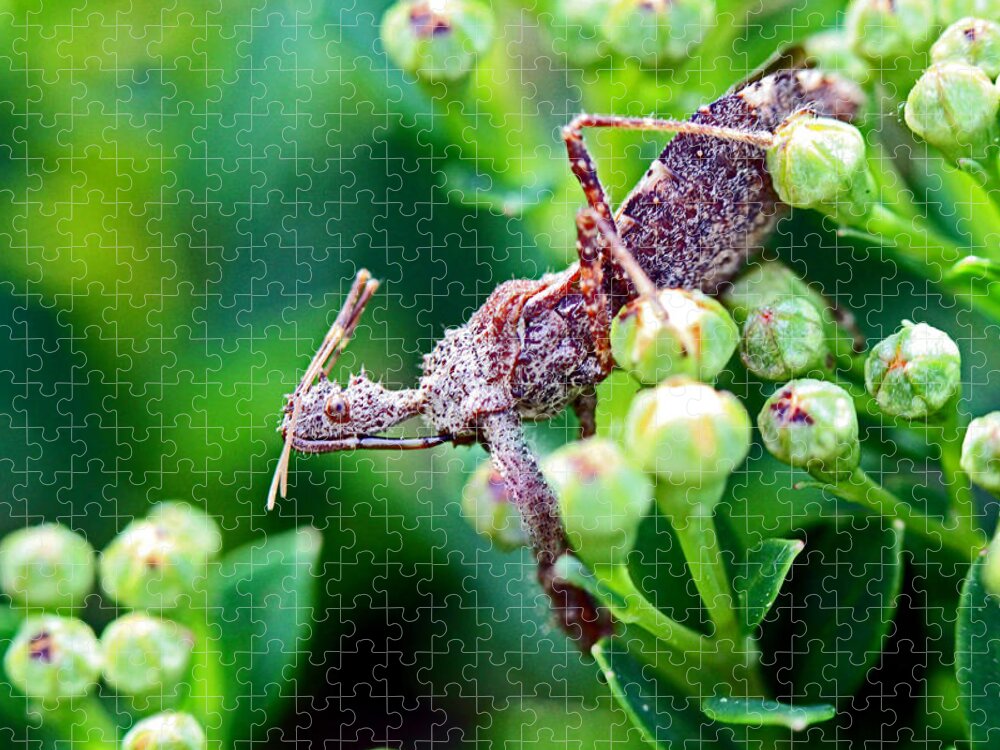 Insects Jigsaw Puzzle featuring the photograph I'm Watching You by Jennifer Robin