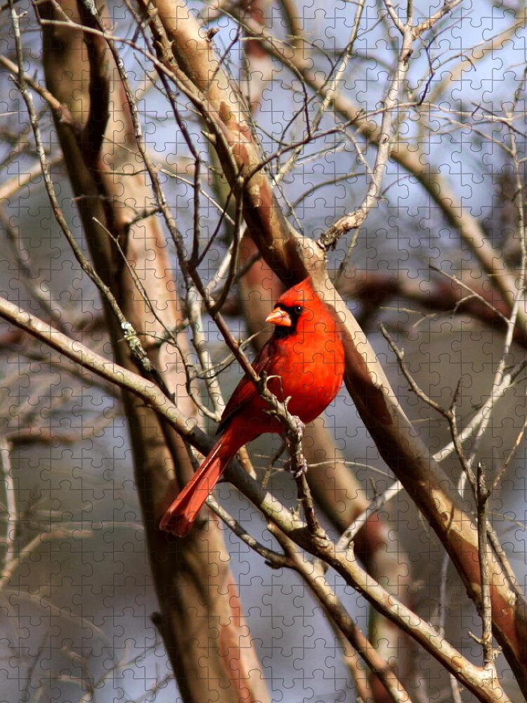 Northern Cardinal Jigsaw Puzzle featuring the photograph IMG_1954-015 - Northern Cardinal by Travis Truelove