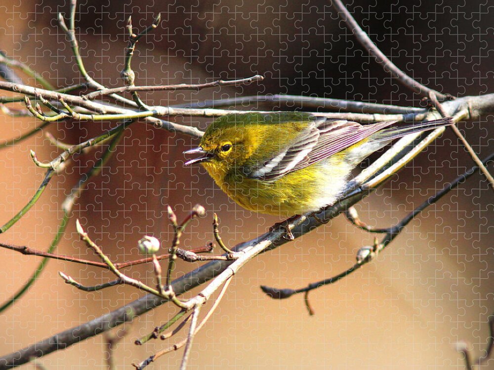 Pine Warbler Jigsaw Puzzle featuring the photograph IMG_2251 - Pine Warbler by Travis Truelove