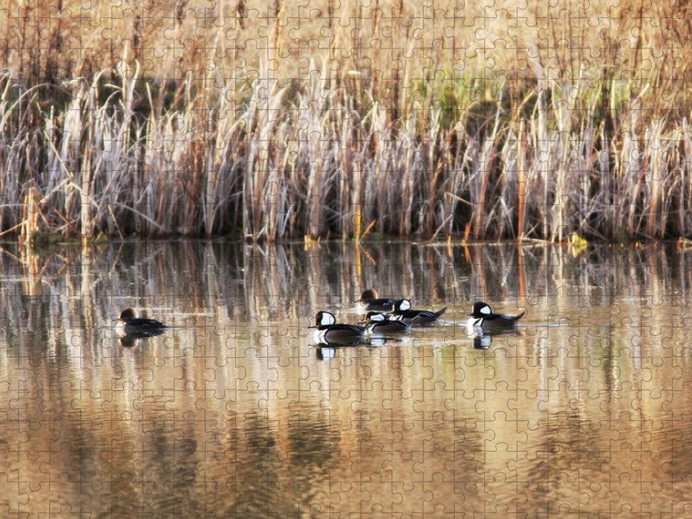 Hooded Mergansers Jigsaw Puzzle featuring the photograph IMG_3101-001 - Hooded Mergansers by Travis Truelove
