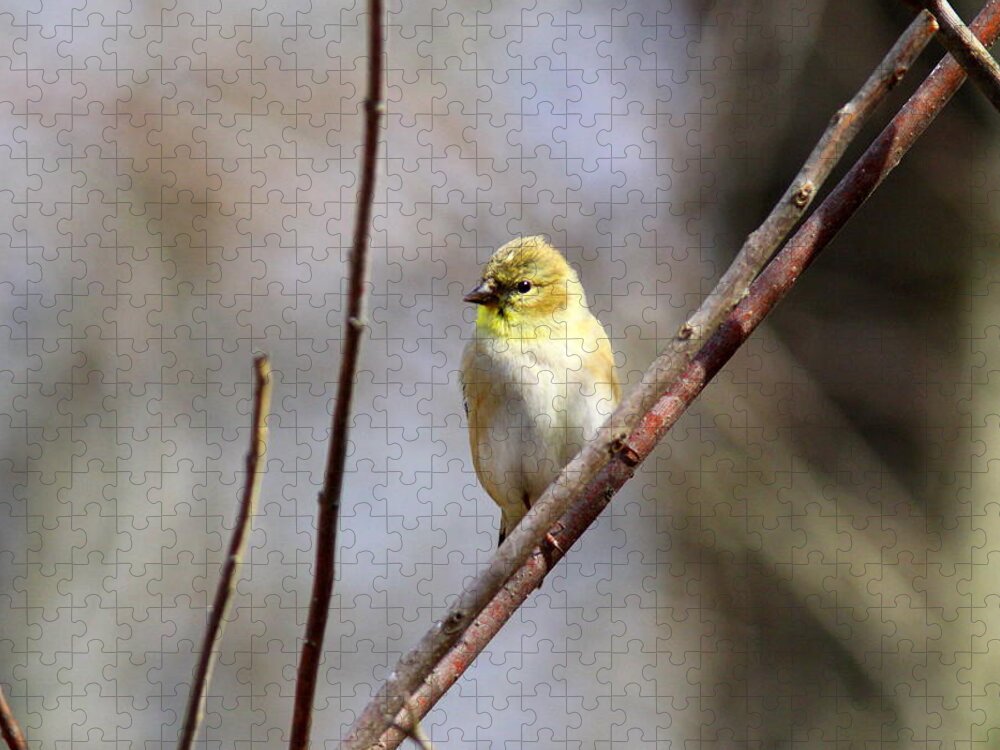 American Goldfinch Jigsaw Puzzle featuring the photograph IMG_4965 - American Goldfinch by Travis Truelove