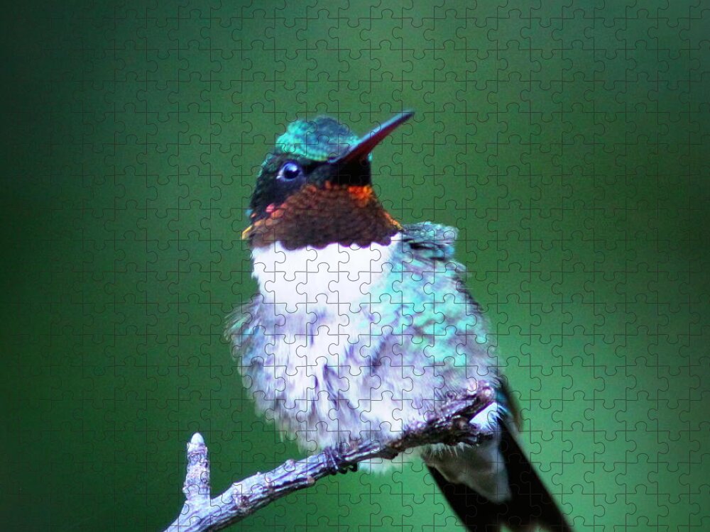  Ruby-throated Hummingbird Jigsaw Puzzle featuring the photograph IMG_6507-004 - Ruby-throated Hummingbird by Travis Truelove