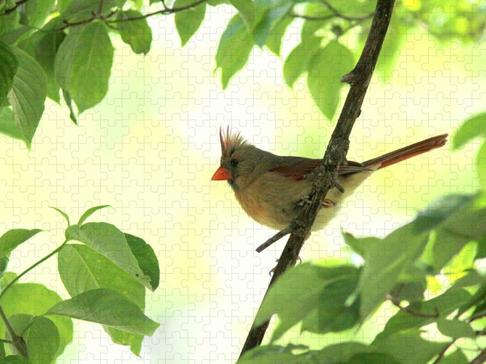 Northern Cardinal Jigsaw Puzzle featuring the photograph IMG_6587 - Northern Cardinal by Travis Truelove
