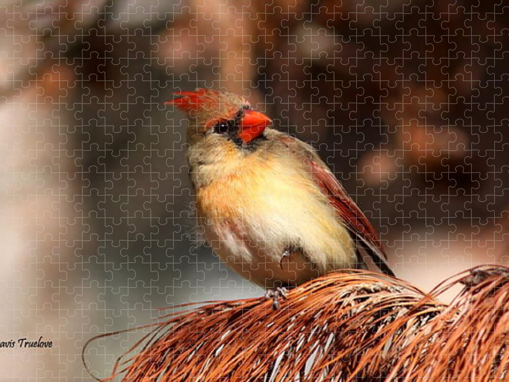 Northern Cardinal Jigsaw Puzzle featuring the photograph IMG_6604 - Northern Cardinal by Travis Truelove