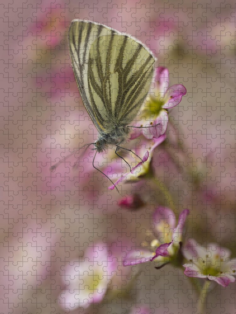 Insect Jigsaw Puzzle featuring the photograph Impression with a small butterfly by Jaroslaw Blaminsky