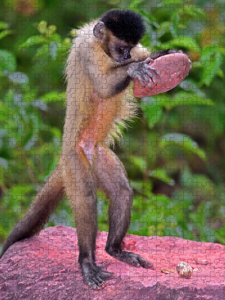 Tufted Capuchin Jigsaw Puzzle featuring the photograph In the Kitchen by Tony Beck