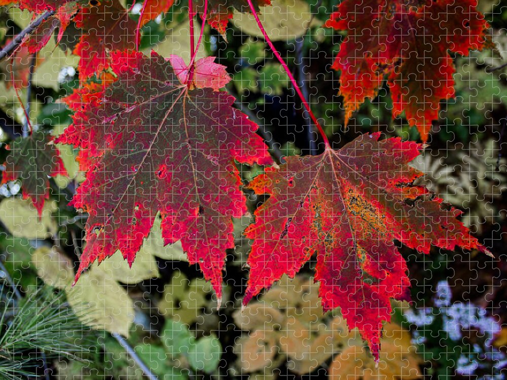 Maple Jigsaw Puzzle featuring the photograph In Transition by Tim Kirchoff