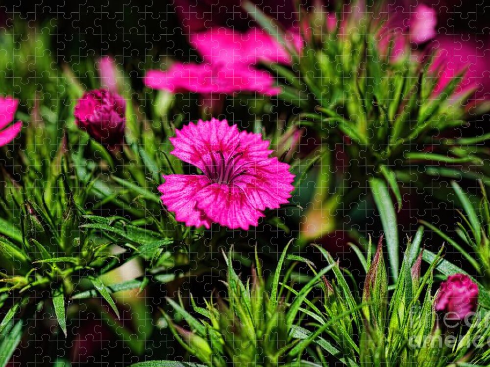Bed Of Wild Flowers Jigsaw Puzzle featuring the photograph In Your Bed by Diana Mary Sharpton