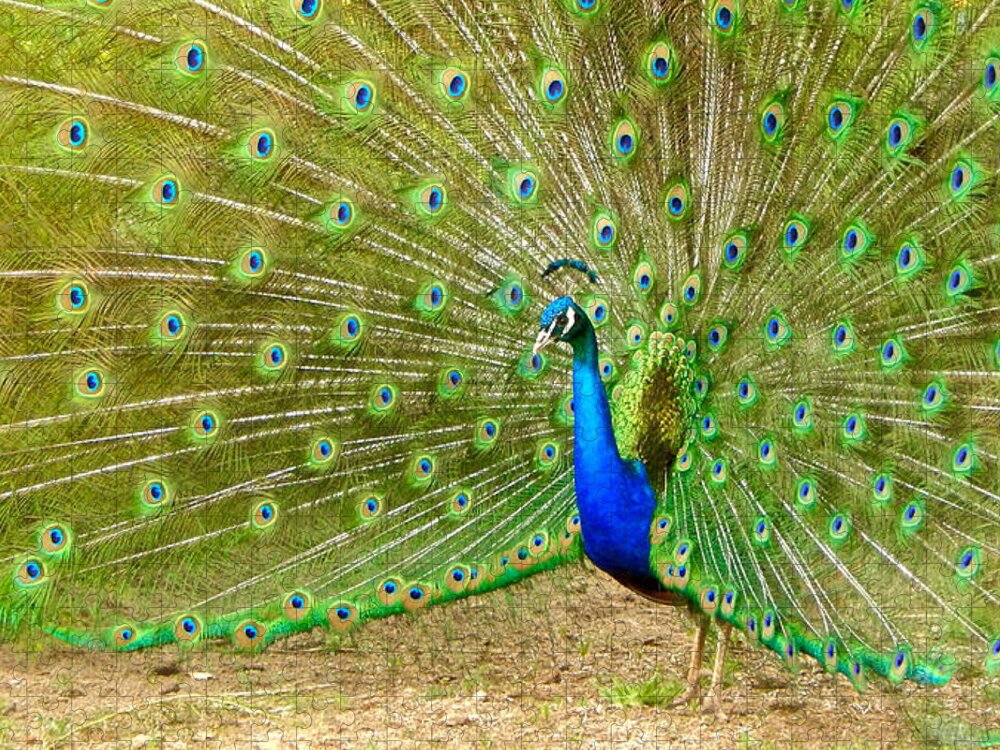 Photo Jigsaw Puzzle featuring the photograph Indian Peacock by Dan Miller