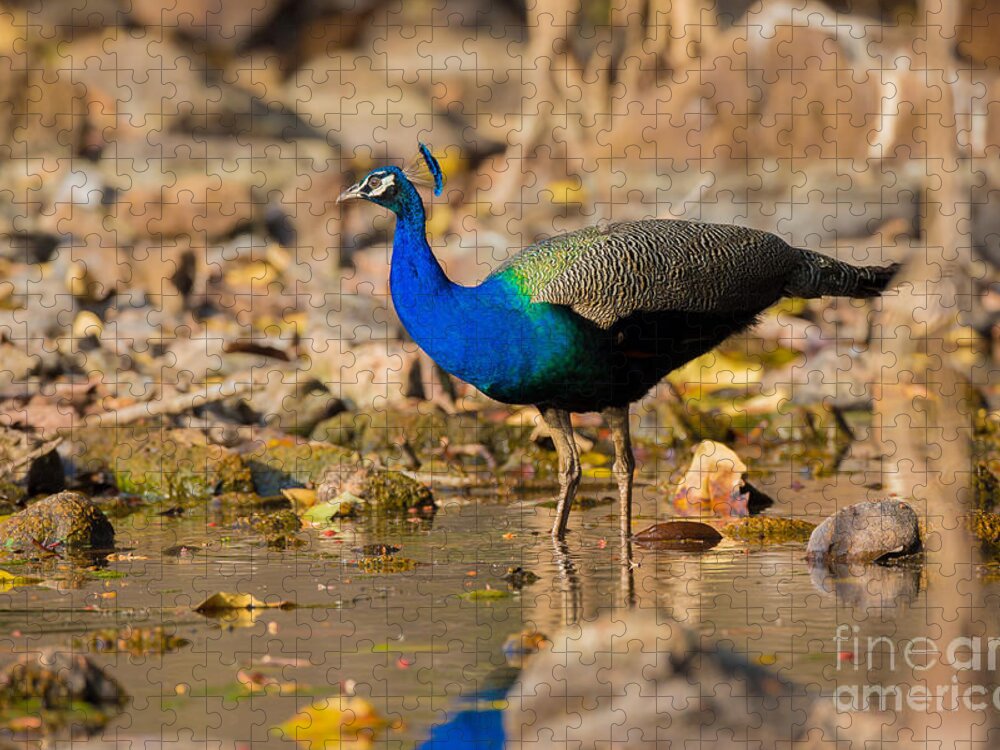 Indian Peafowl Jigsaw Puzzle featuring the photograph Indian Peafowl, India by B. G. Thomson