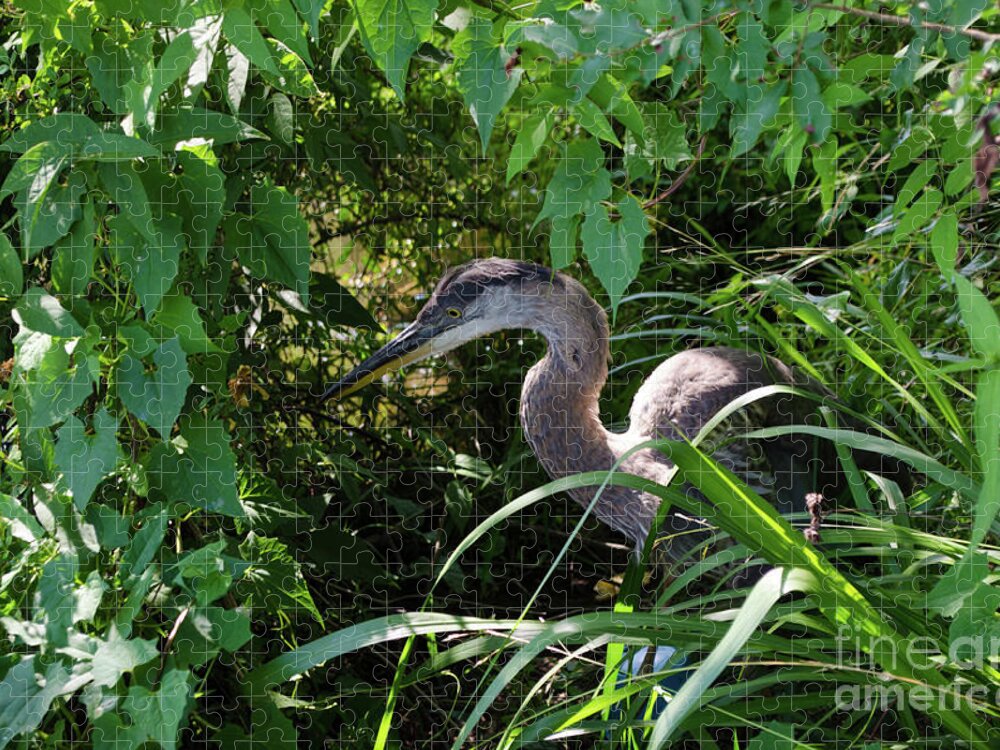 Bird Jigsaw Puzzle featuring the photograph Injure Blue Heron by Donna Brown