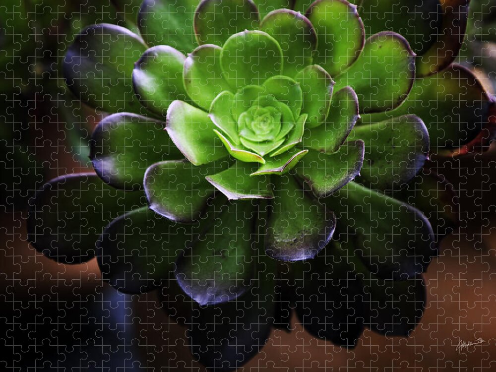 Cactus Jigsaw Puzzle featuring the photograph Inner Sanctum by Madeline Ellis