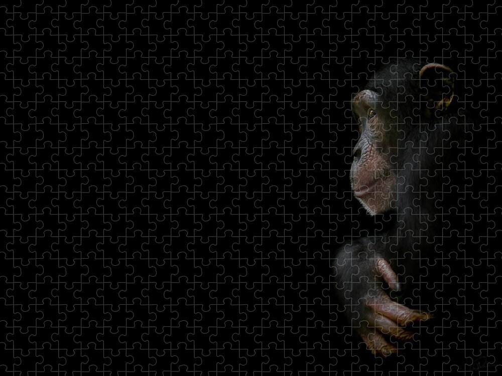 Chimpanzee Jigsaw Puzzle featuring the photograph Innocence by Paul Neville