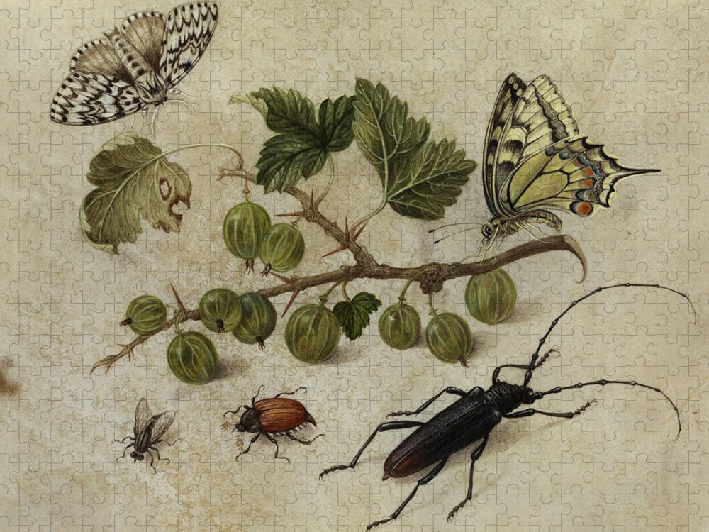 Maria Jigsaw Puzzle featuring the painting Insects and Butterfly by Maria Sibylla Merian