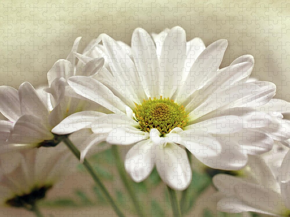 Daisies In Light Photo Jigsaw Puzzle featuring the photograph Inspired Daisies Print by Gwen Gibson