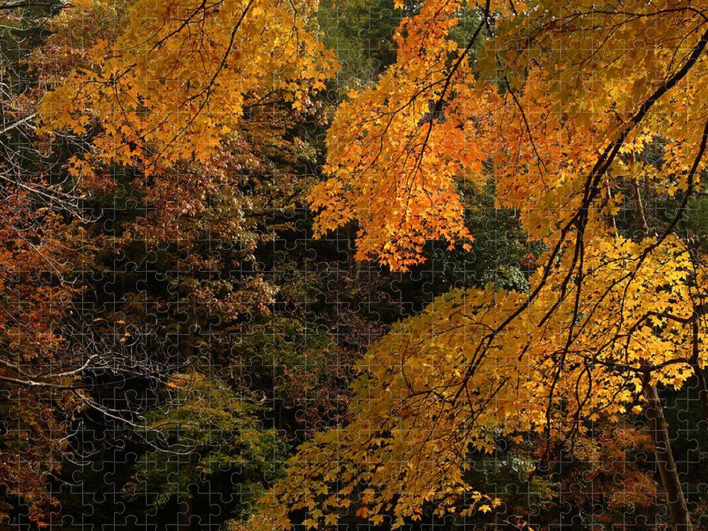 Autumn Jigsaw Puzzle featuring the photograph Into the Fall by Michael McGowan