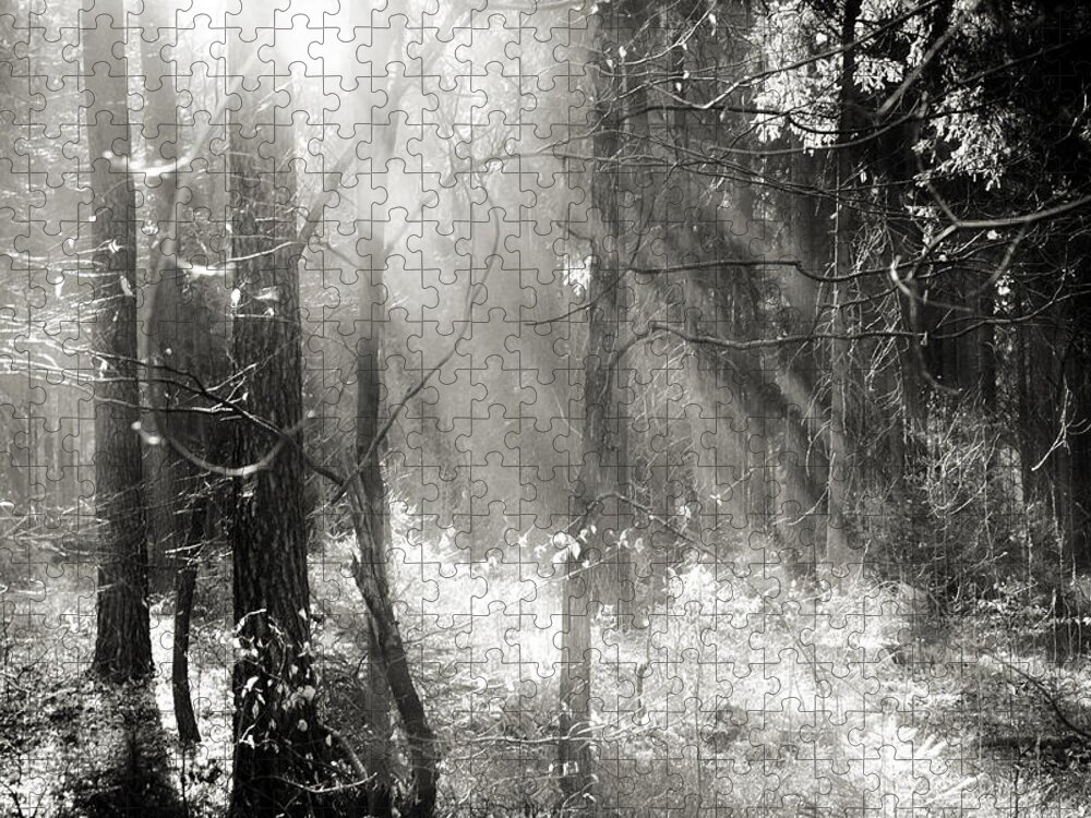 Forest Jigsaw Puzzle featuring the photograph Into The Forest - No. 8 by Dorit Fuhg