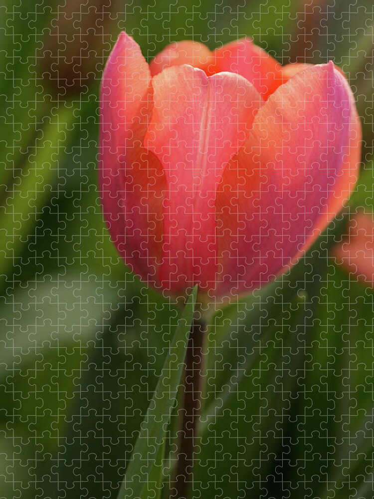 Flower Jigsaw Puzzle featuring the photograph Iridescent Tulip by Mary Jo Allen