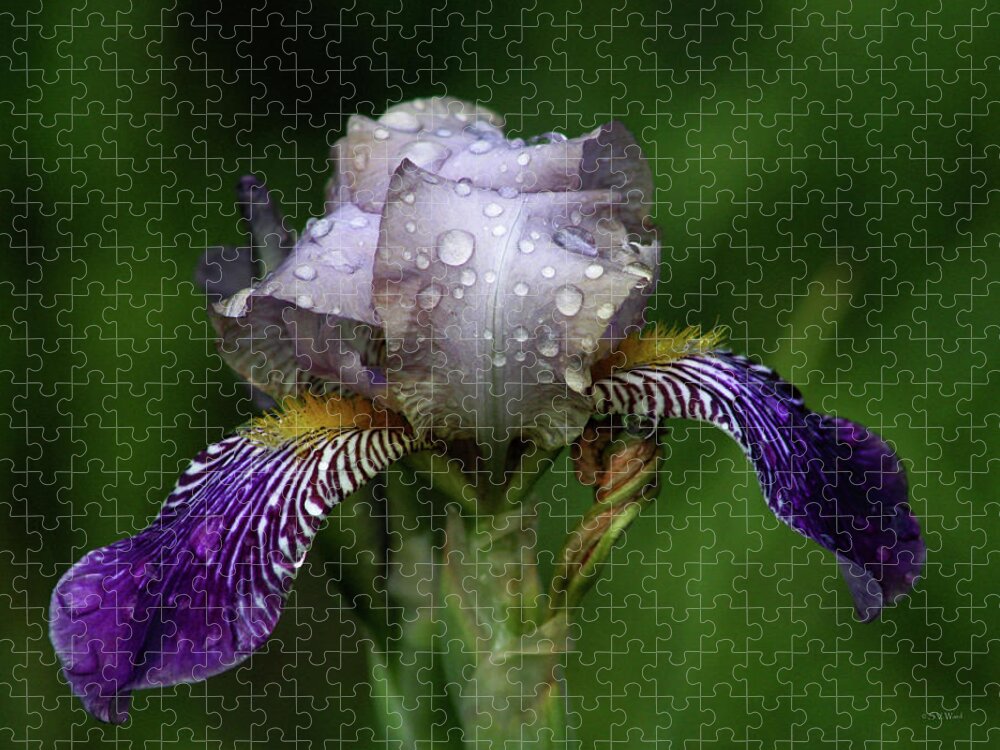 Iris Jigsaw Puzzle featuring the photograph Iris After The Rain 1409 H_2 by Steven Ward