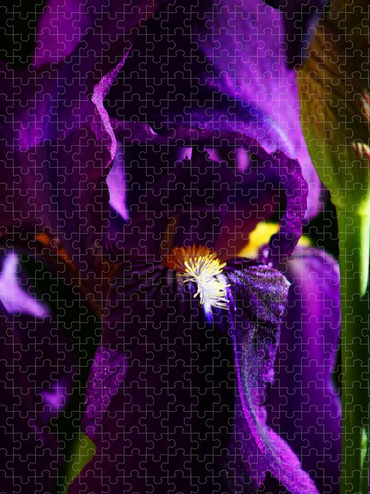 Flower Jigsaw Puzzle featuring the photograph Iris by Anthony Jones