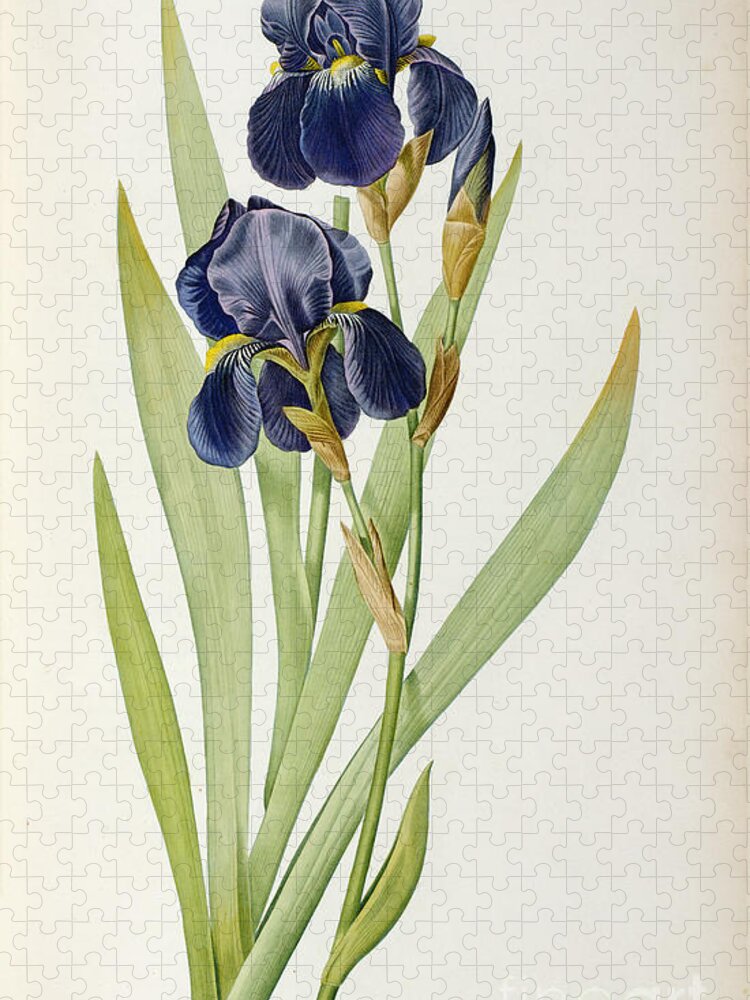 Iris Jigsaw Puzzle featuring the painting Iris Germanica by Pierre Joseph Redoute