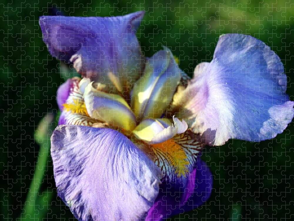 Flower Jigsaw Puzzle featuring the photograph Iris in bloom by Jean Evans