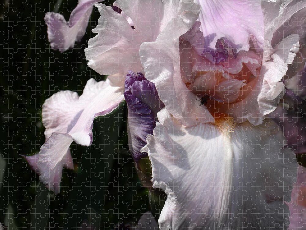 Flower Jigsaw Puzzle featuring the photograph Iris Lace by Steve Karol