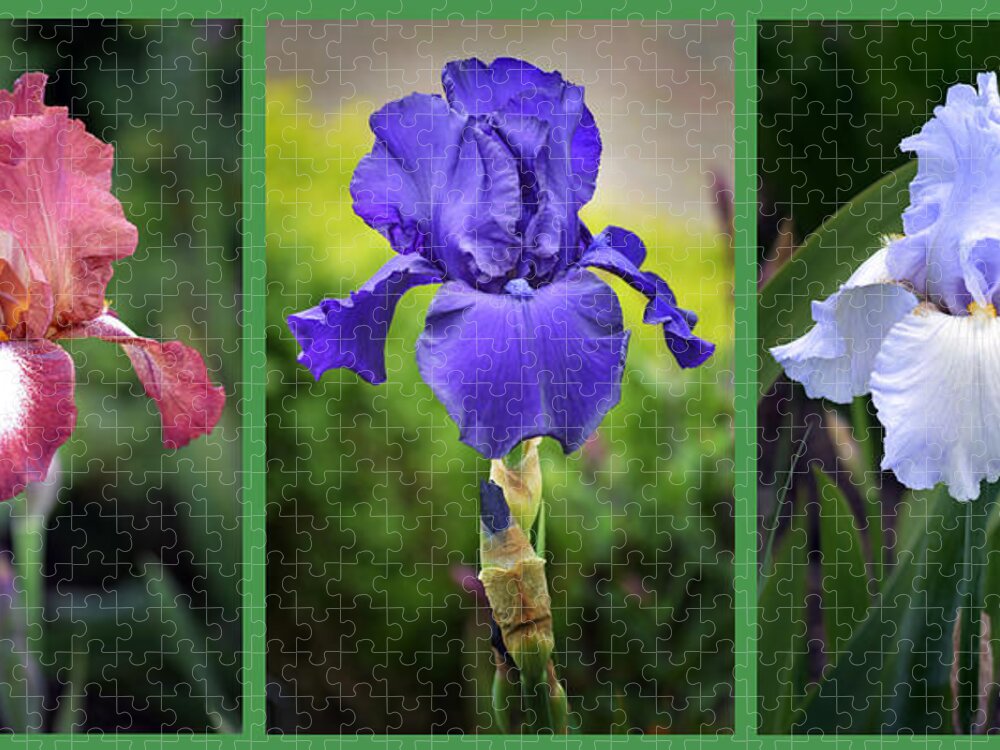 Iris Jigsaw Puzzle featuring the photograph Iris Triptych. by Terence Davis