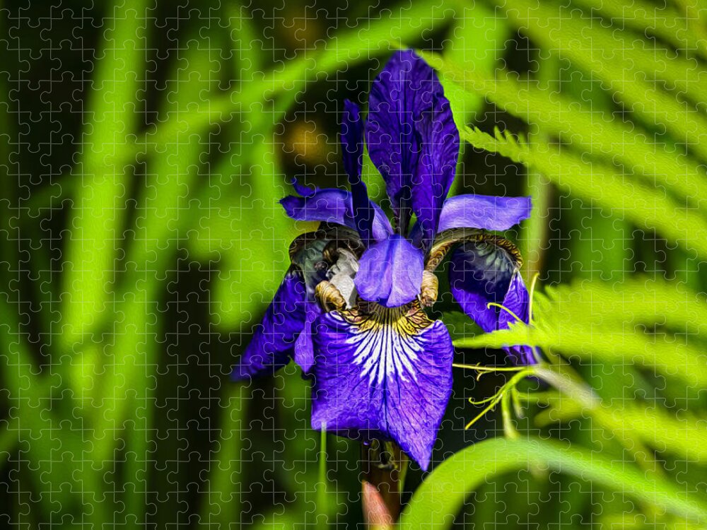 Flower Jigsaw Puzzle featuring the photograph Iris Versicolor by Mark Myhaver