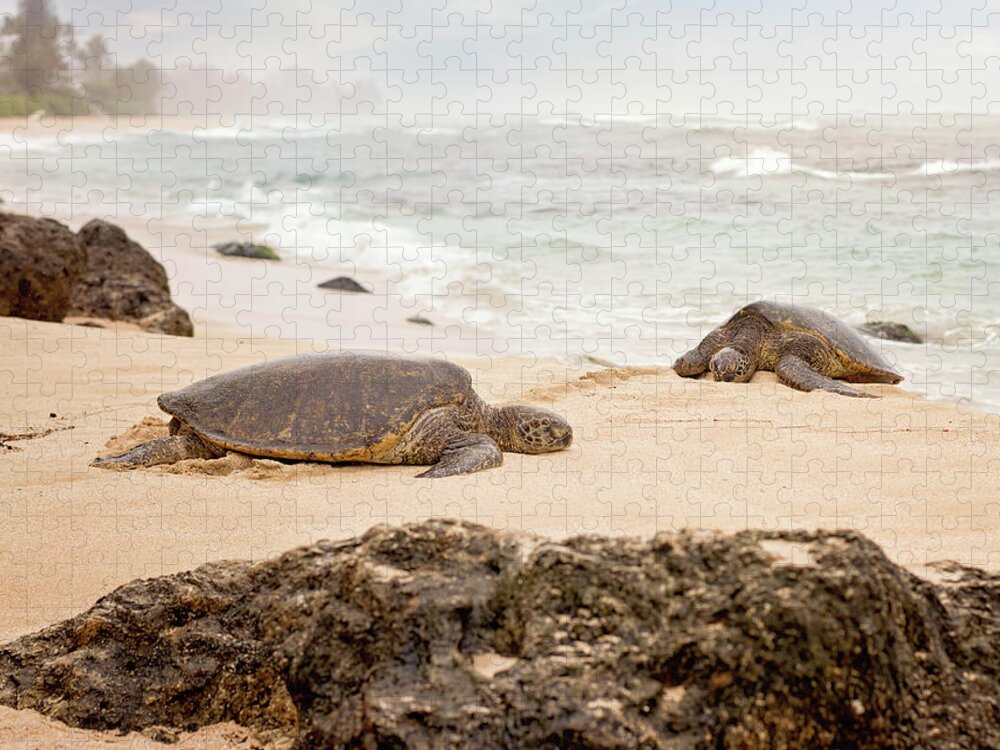 Chelonia Mydas Jigsaw Puzzle featuring the photograph Island Rest by Heather Applegate