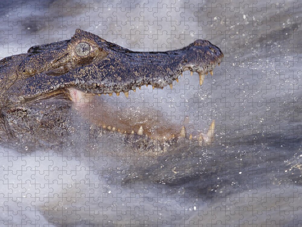 00141513 Jigsaw Puzzle featuring the photograph Jacare Caiman Fishing by Tui De Roy