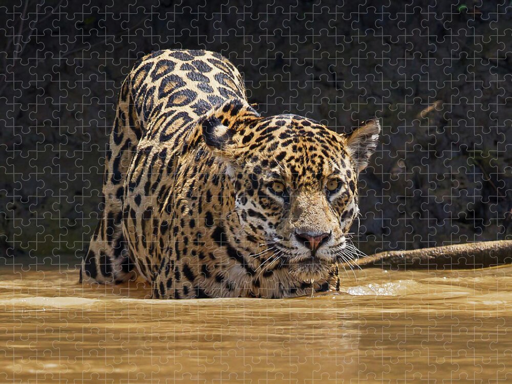 2016 Jigsaw Puzzle featuring the photograph Jaguar by Jean-Luc Baron