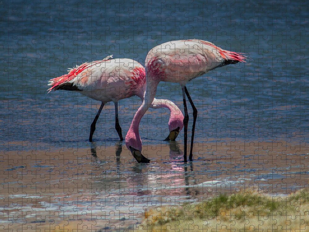 James's Flamingo Jigsaw Puzzle featuring the photograph James's Flamingos, Salar de Uyuni, Bolivia by Venetia Featherstone-Witty