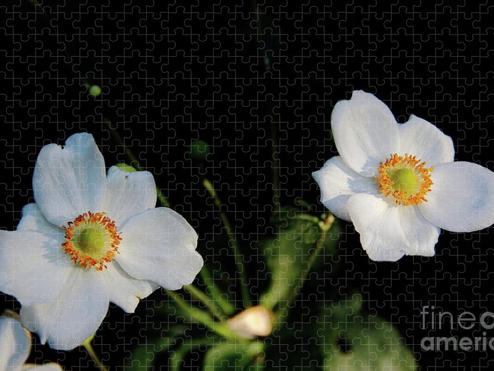 Flowers Jigsaw Puzzle featuring the photograph Japanese Anemone Flower by Allen Nice-Webb