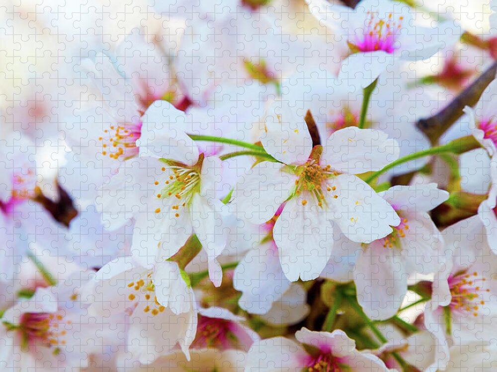 Cherry Blossom Festival Jigsaw Puzzle featuring the photograph Japanese Cherry Tree Blossoms 2 by SR Green
