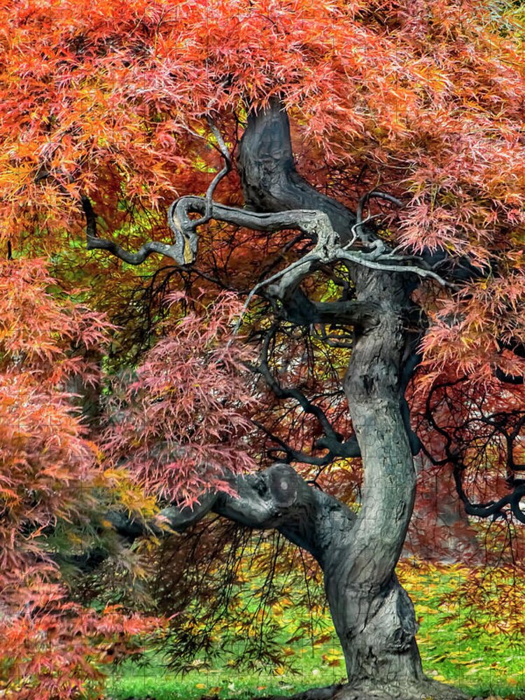 Landscape Jigsaw Puzzle featuring the photograph Japanese Maple - Aged to Perfection by Betty Denise