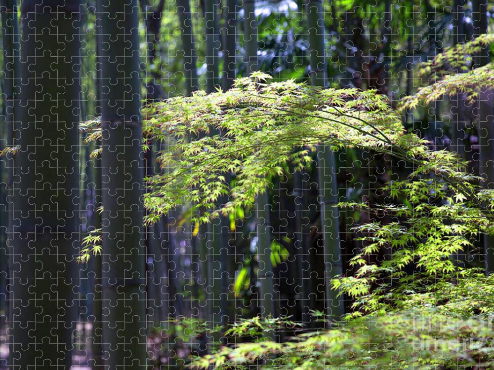 Japanese Jigsaw Puzzle featuring the photograph Japanese Maple in the Arashiyama Bamboo Grove by Karen Jorstad