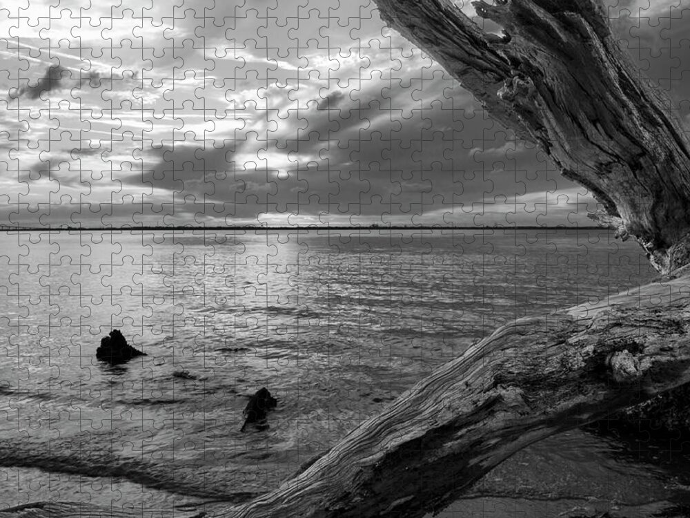 Jekyll Island Jigsaw Puzzle featuring the photograph Jekyll Driftwood At Sunset In Black and White by Greg and Chrystal Mimbs