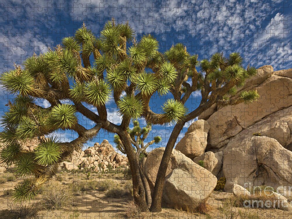 00559247 Jigsaw Puzzle featuring the photograph Joshua Tree and Blue Sky by Yva Momatiuk John Eastcott