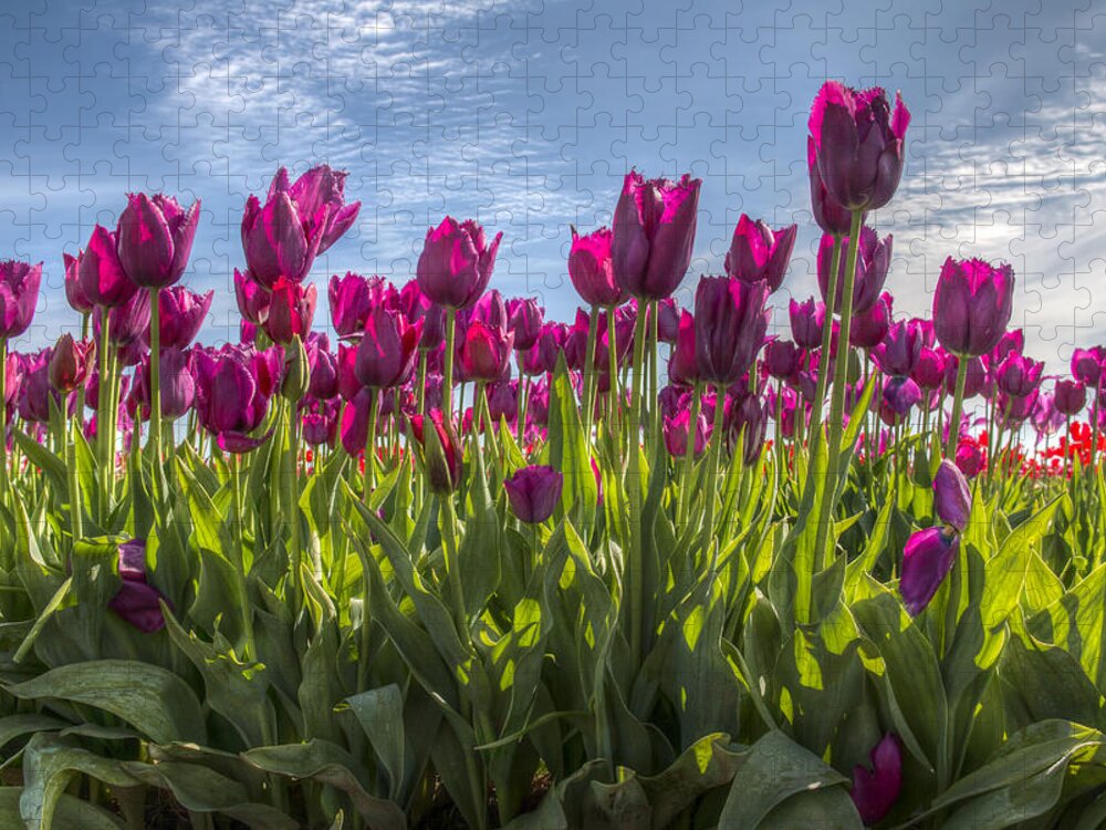 Flower Jigsaw Puzzle featuring the photograph Joy of Spring by Kristina Rinell