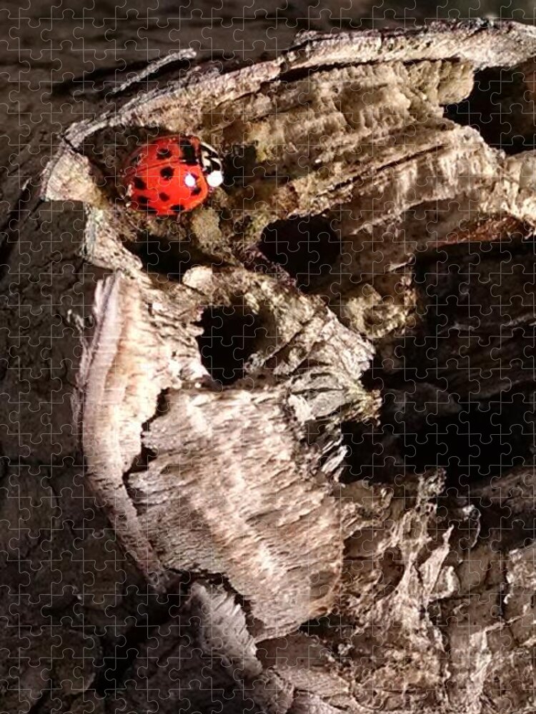 Ladybug Jigsaw Puzzle featuring the photograph Just A Place To Rest by Allen Nice-Webb