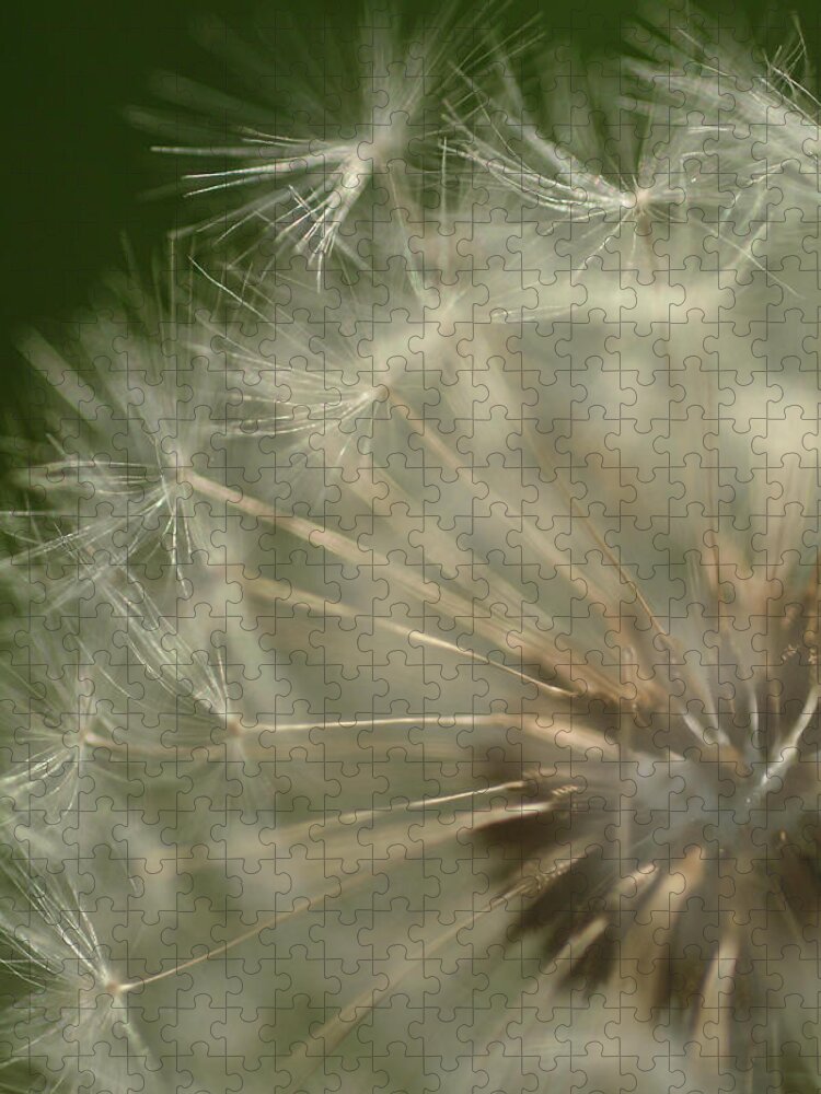 Dandelion Jigsaw Puzzle featuring the photograph Just A Weed by Michael McGowan