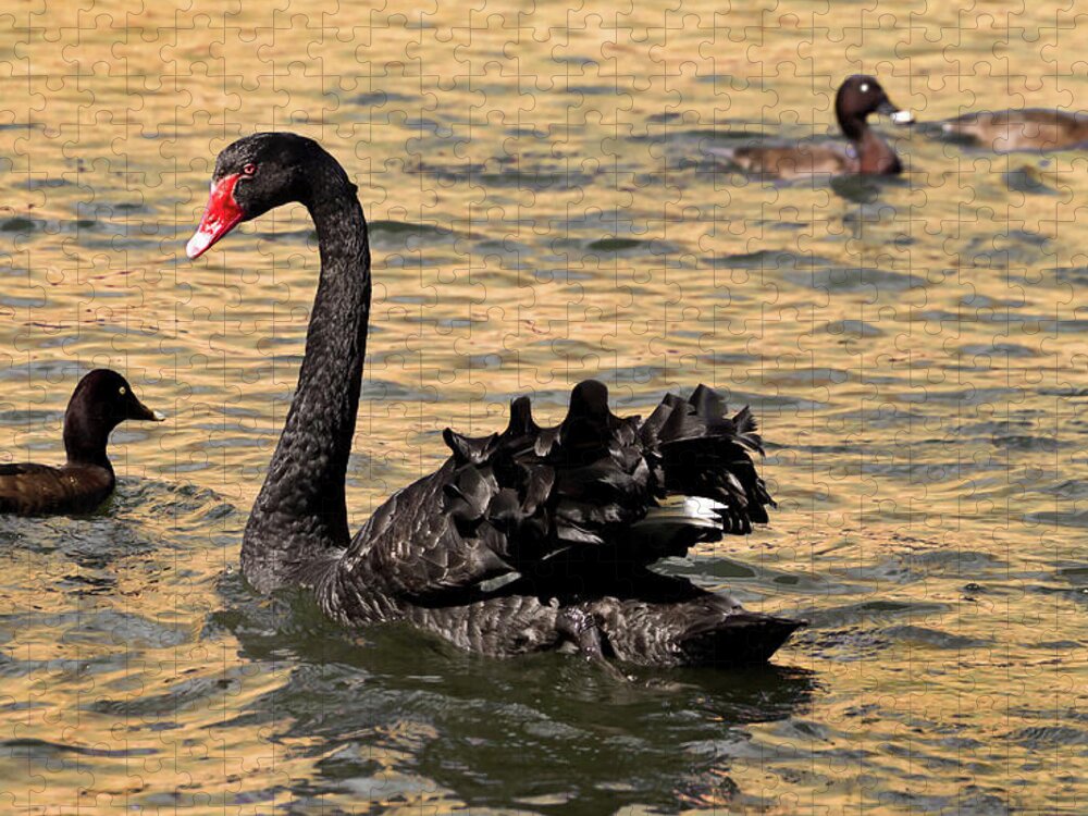 Black Swan Jigsaw Puzzle featuring the photograph Just Chilling by Miroslava Jurcik