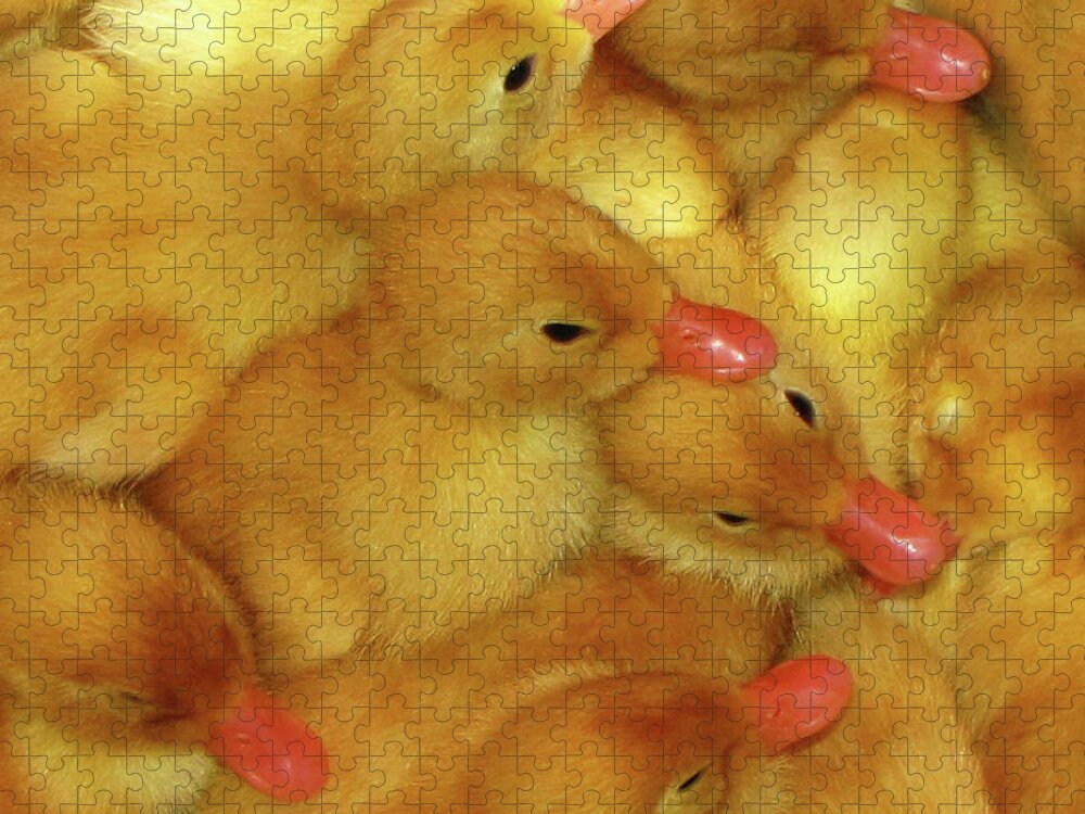 Nature Jigsaw Puzzle featuring the photograph Just Ducky by Peggy Urban