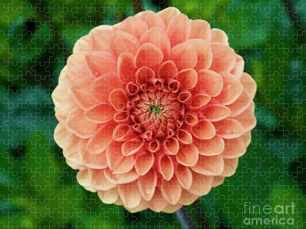 Zinnia Jigsaw Puzzle featuring the photograph Just Peachy by Alice Mainville