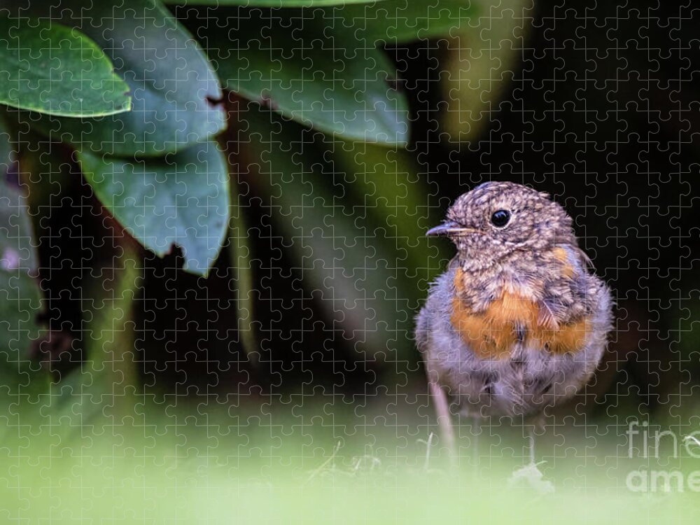 Robin Jigsaw Puzzle featuring the photograph Juvenile Robin by Torbjorn Swenelius