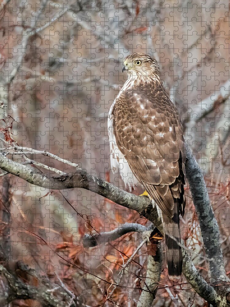 Hawk Jigsaw Puzzle featuring the photograph Juvenile Sharp-Shinned Hawk by Betty Denise
